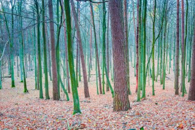 Güzel vahşi sonbahar orman canlı renkler ile