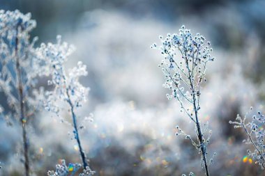 Beyaz in rime ı bitkilerle