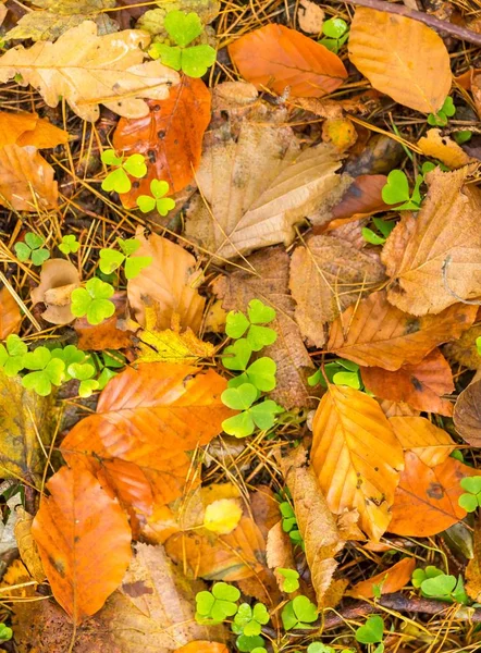 Bakgrund av orange och gult höstlig lämnar liggande på marken — Stockfoto