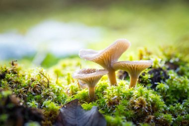 Küçük orman mantar