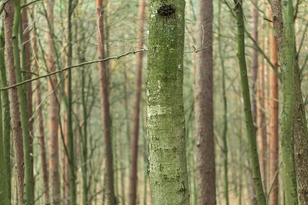 Gros plan des troncs d'arbres dans la forêt d'automne — Photo