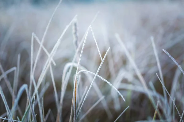 Erba glassata nella fredda giornata invernale — Foto Stock