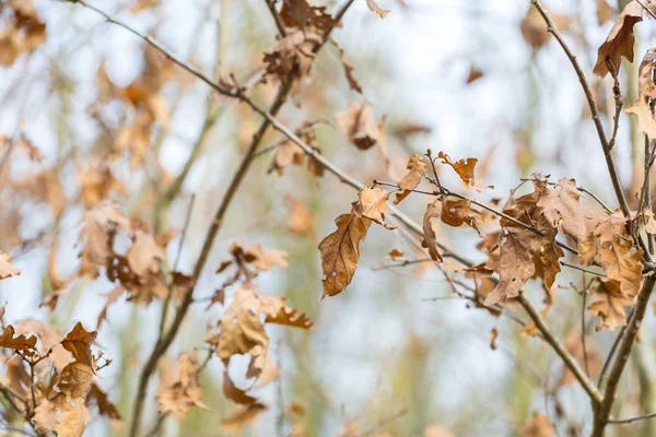 Dry oak leaves in autumn