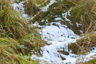 Çimenlerin üzerinde ilkbahar veya sonbaharda Maltlama kar