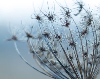 Kuru bitki kışın fotoğrafı.