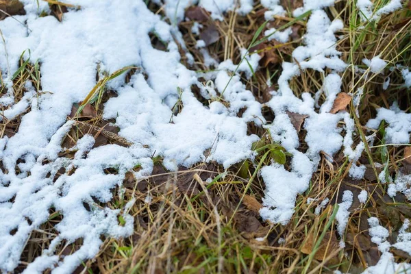 Snow malting on grass at spring or autumn — Stock Photo, Image