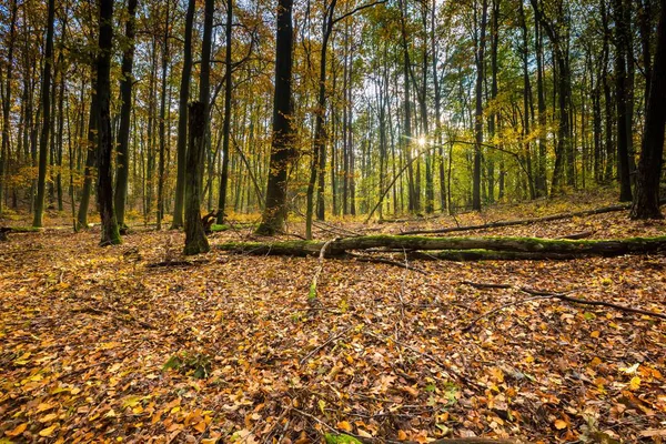 European autumnal forest landscape — Stock Photo, Image