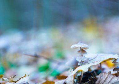 Makro sonbahar ormanda büyüyen küçük uneatable mantar