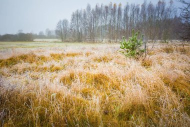 soğuk sabah manzara