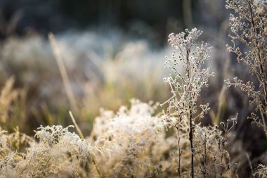 Beyaz in rime ı bitkilerle