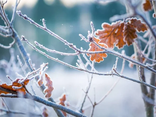 Rime on plants at cold winter day — Stock Photo, Image