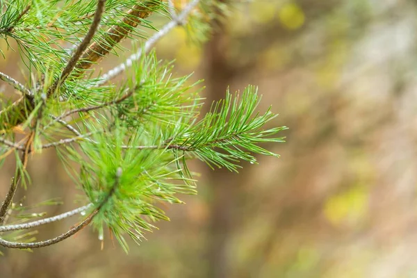 Ramo de pinheiro em close-up — Fotografia de Stock