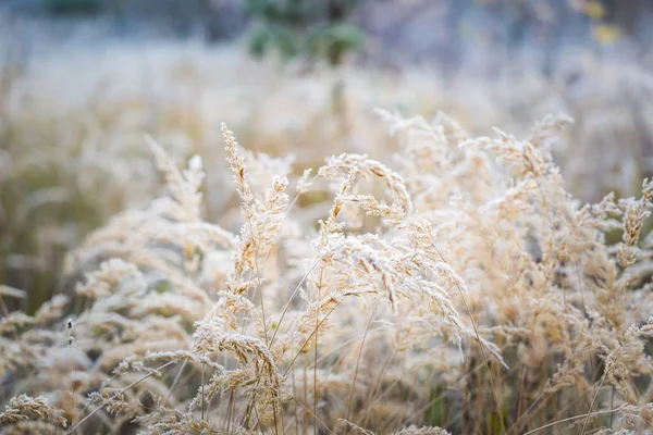 Herbe givrée au froid jour d'hiver — Photo