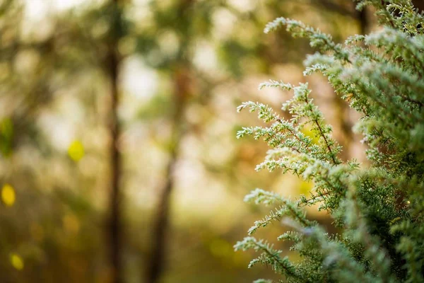 Fehér rime növények — Stock Fotó