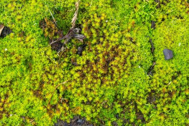 Yeşil yosunları kapat