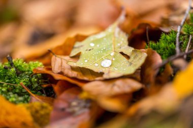 Su damlacıkları sonbahar düşmüş yaprak üzerinde yalan