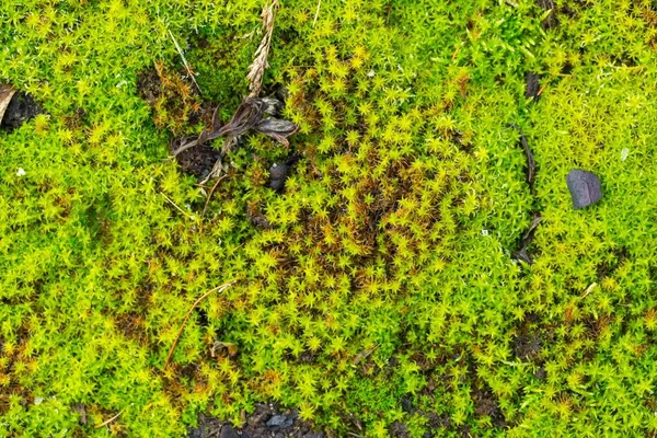Крупним планом зелений мох — стокове фото