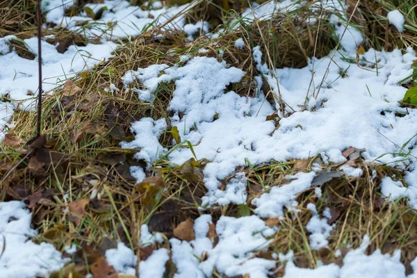 春または秋に草を麦芽雪 — ストック写真