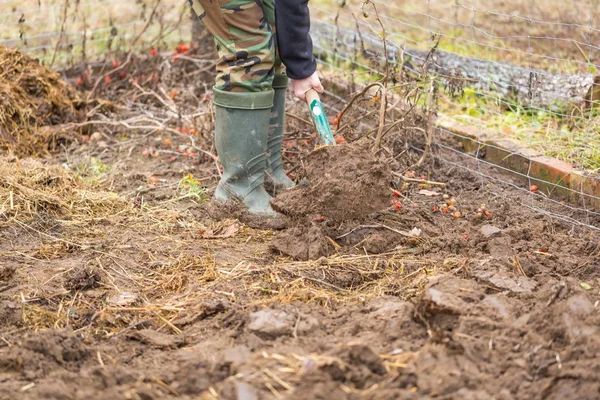 Mann buddelt mit Spaten im Garten — Stockfoto