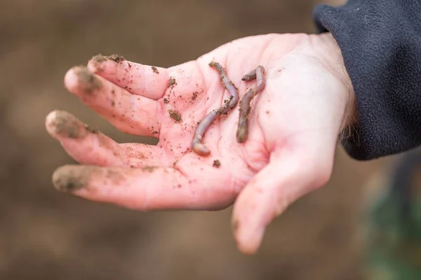 Man hand with earthworm. — Stock Photo, Image