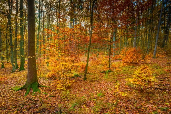 Europäische herbstliche Waldlandschaft — Stockfoto