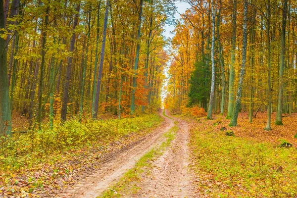 Paesaggio forestale autunnale europeo — Foto Stock