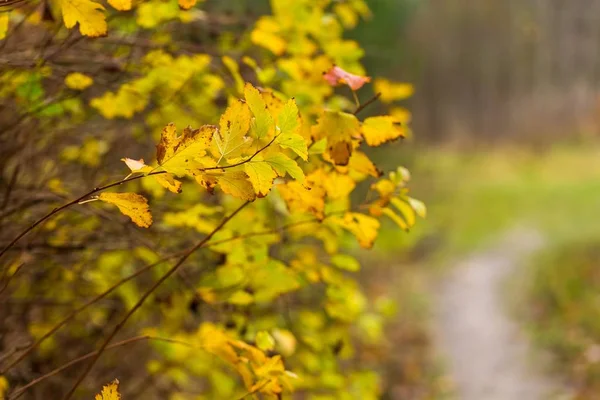 Zamknąć z jesiennych liści na gałęzi drzewa lub żywopłot — Zdjęcie stockowe