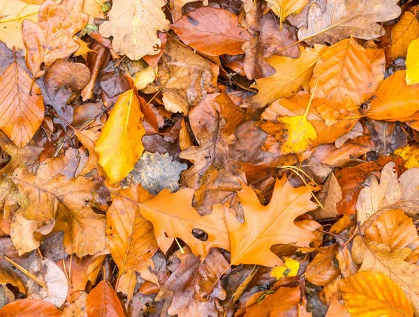 Hintergrund aus orangefarbenen und gelben Herbstblättern, die auf dem Boden liegen — Stockfoto