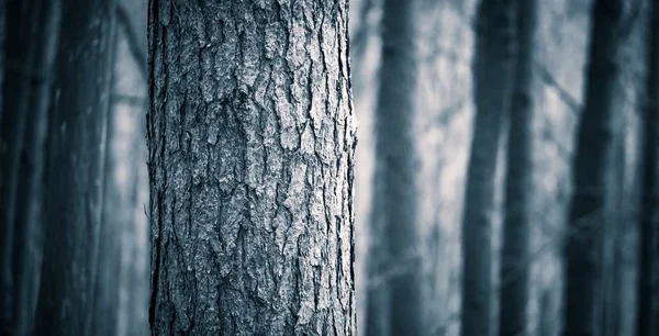 Gros plan des troncs d'arbres effrayants dans la forêt d'automne — Photo