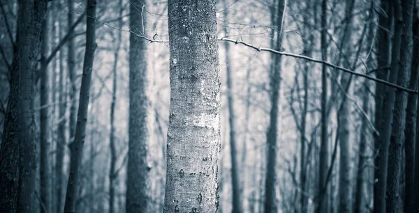 Close up of spooky trees trunks in fall forest