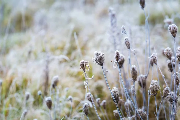 植物に霜 — ストック写真
