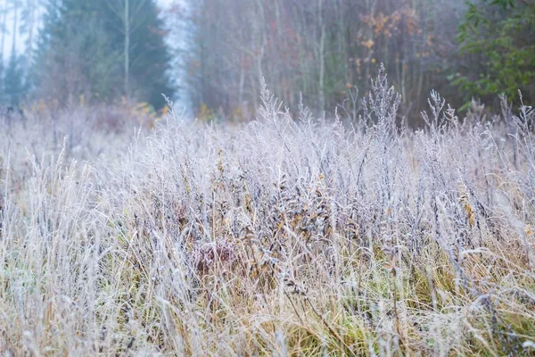 Hoarfrost em planta — Fotografia de Stock