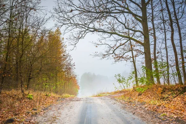 Wczesną zimą lasu — Zdjęcie stockowe