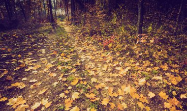 Vintage renkleri ormanında sonbahar