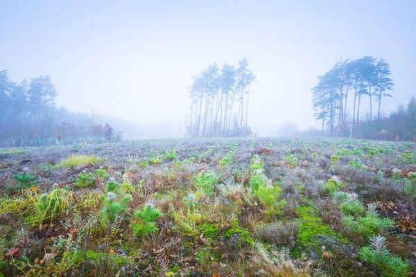 Foresta di inizio inverno — Foto Stock