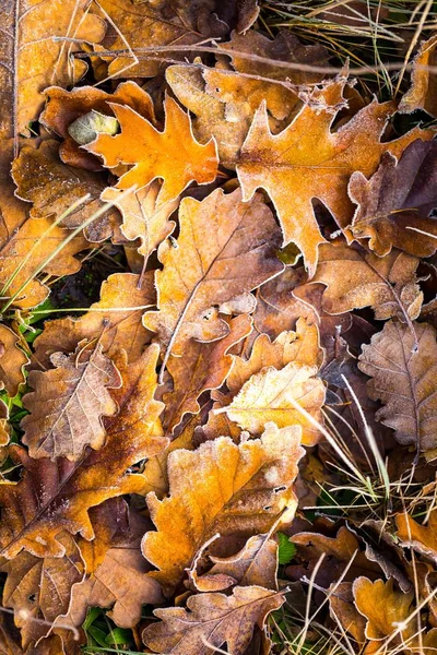 Frostad höstens löv bakgrund. — Stockfoto