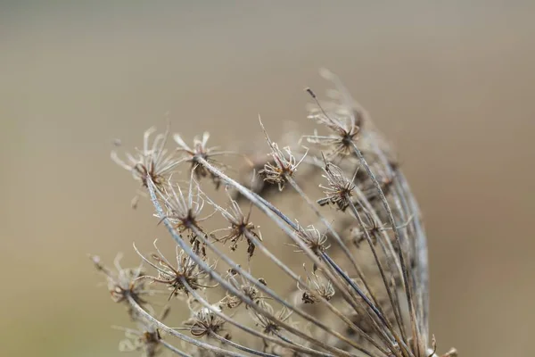 Plante sèche photographiée en hiver . — Photo