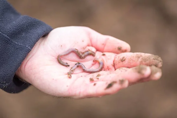 Man hand with earthworm. — Stock Photo, Image