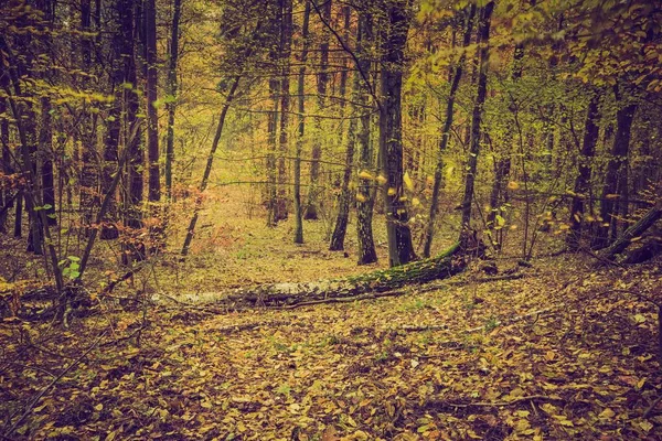 Vintage renkleri ormanında sonbahar — Stok fotoğraf