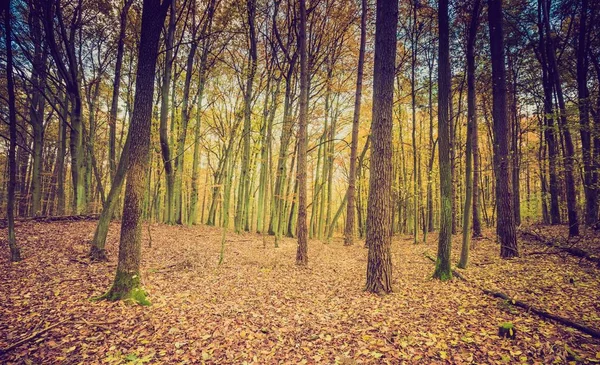 Falla skog i vintage färger — Stockfoto