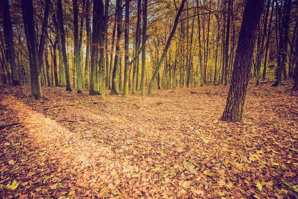 Foresta autunnale in colori vintage — Foto Stock