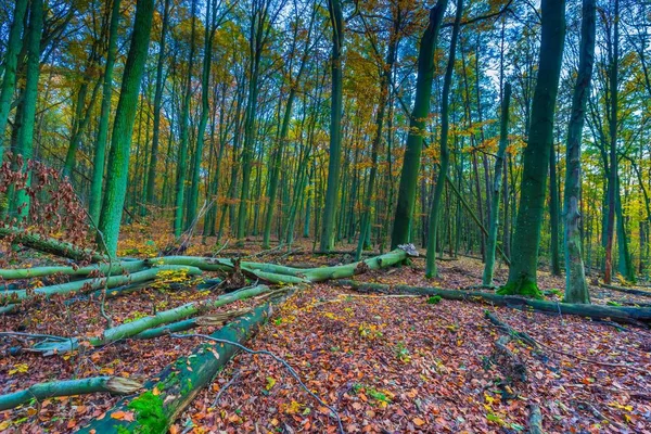 ヨーロッパの秋の森林風景 — ストック写真