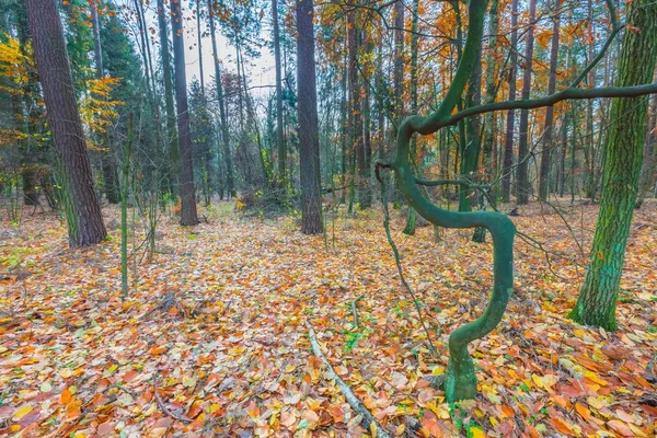 Krásné divoké podzim les s zářivými barvami — Stock fotografie