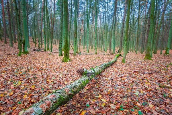 Mooie wild herfst bos met levendige kleuren — Stockfoto