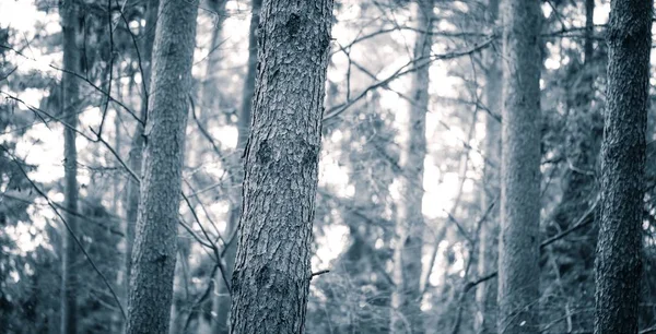 Close up of spooky trees trunks in fall forest