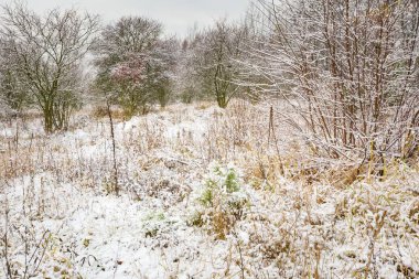 Kış orman manzarası
