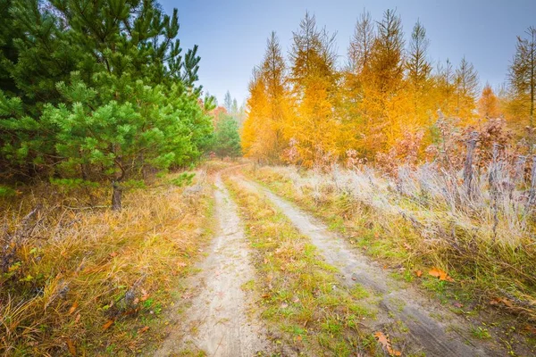 Frühwinterwald — Stockfoto