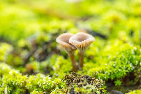Мелкие лесные грибы — стоковое фото