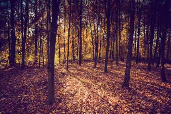 Fall forest in vintage colors — Stock Photo, Image