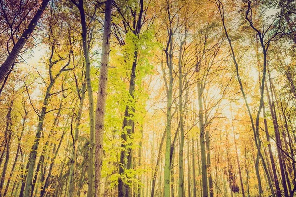 Fall forest in vintage colors